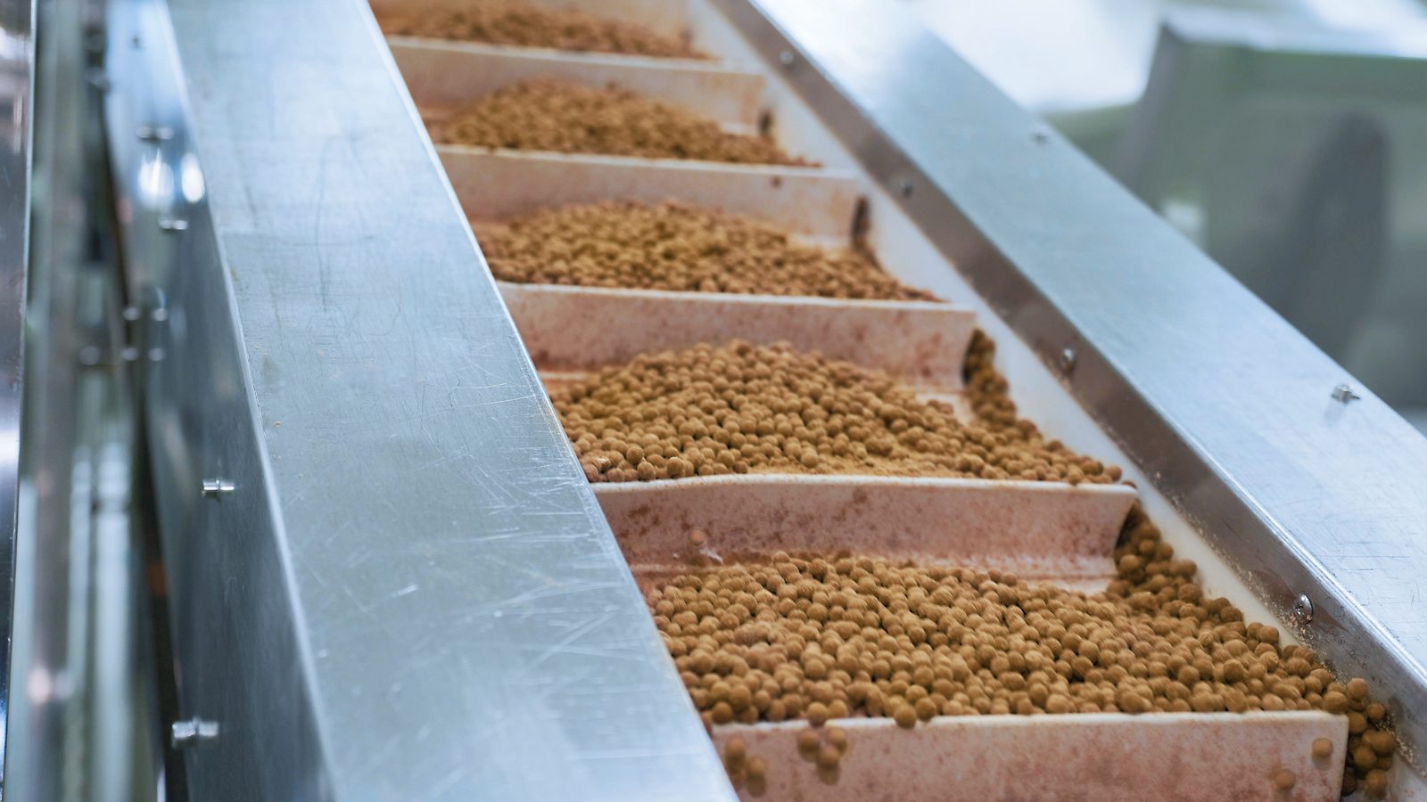 Tapioca pearls moving along a stainless steel sorting conveyor.